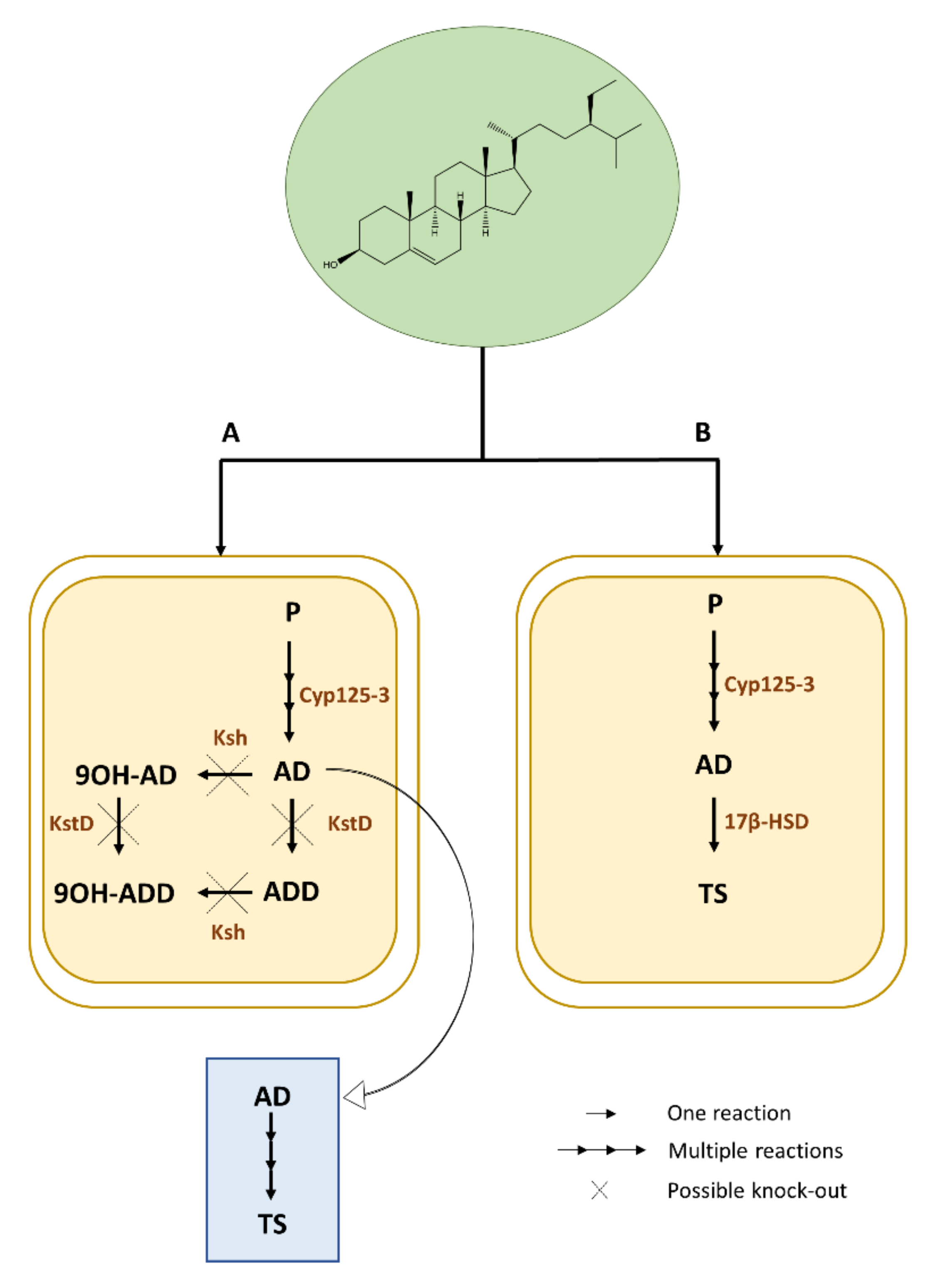 Plants 09 01144 g002