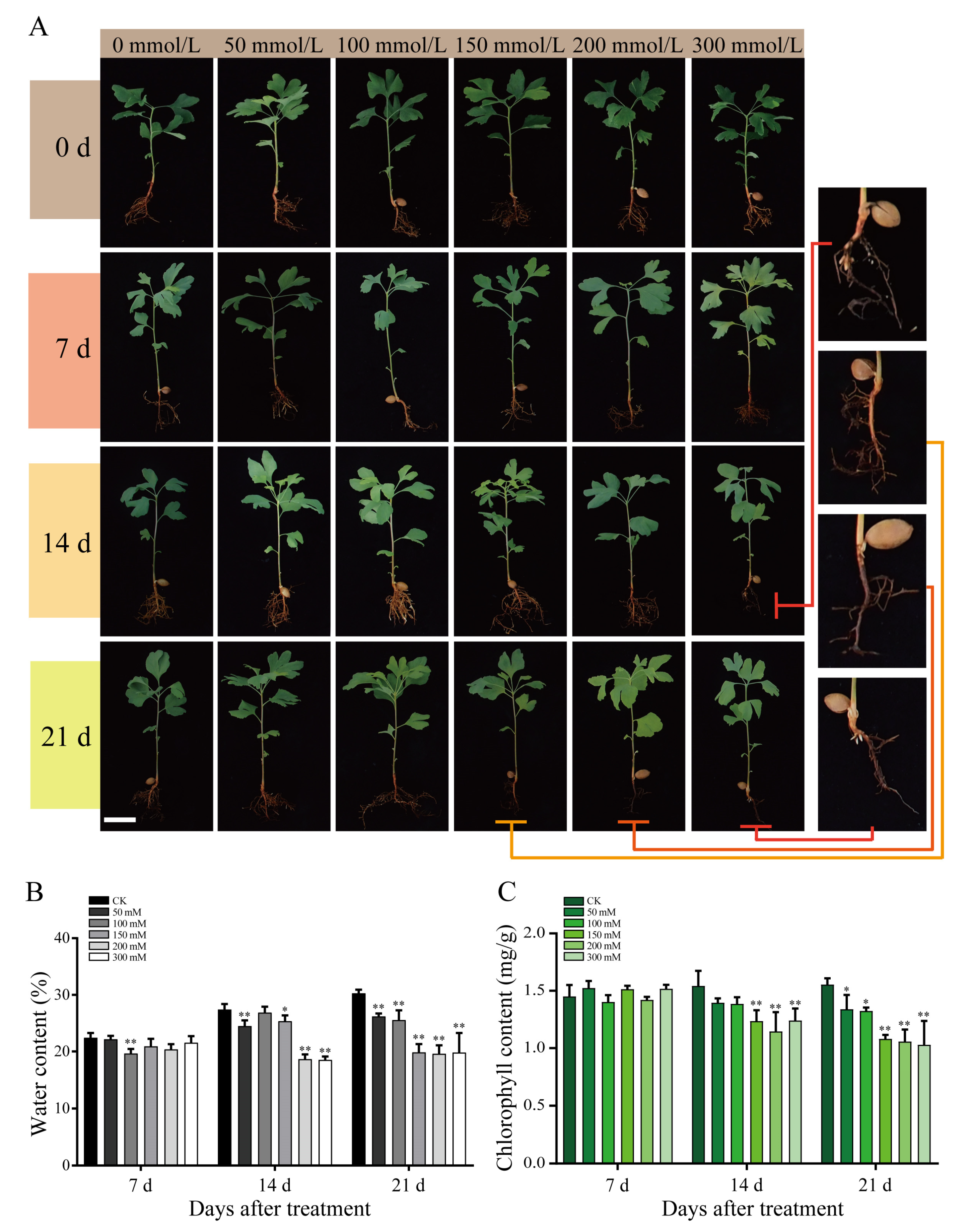 Plants Free Full Text Gene Expression Profiles And Flavonoid Accumulation During Salt Stress In Ginkgo Biloba Seedlings Html Plants Free Full Text Gene Expression Profiles And Flavonoid Accumulation During Salt Stress In Ginkgo Biloba Seedlings Html