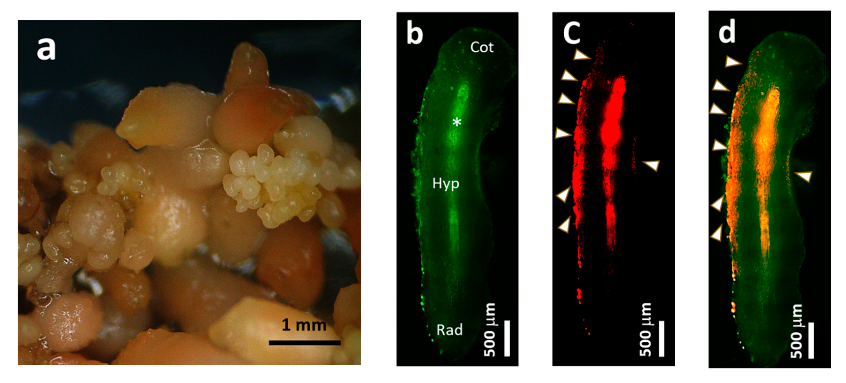 Plants 09 01170 g001