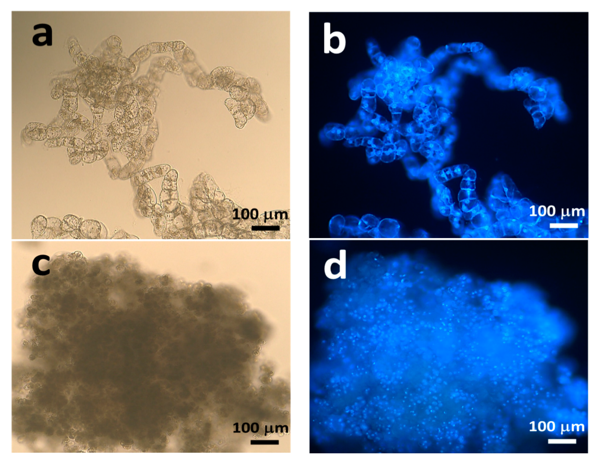 Plants 09 01170 g004