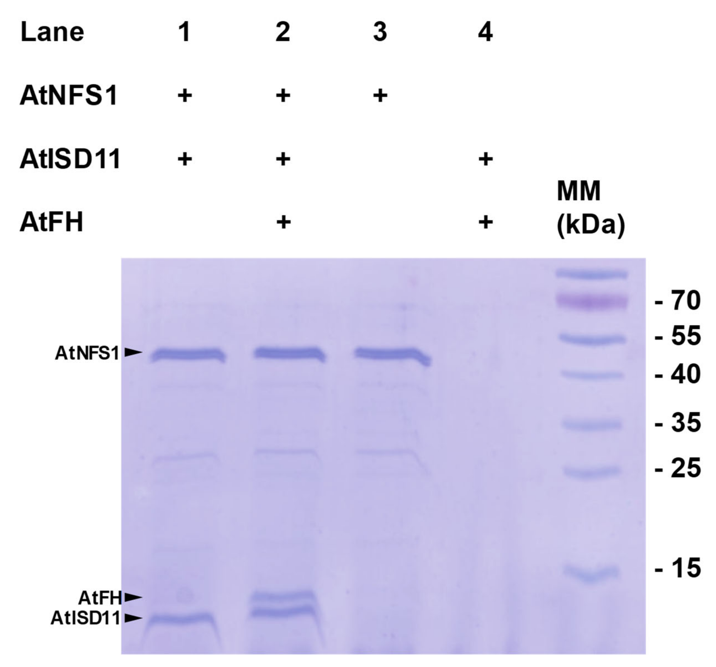 Plants 09 01171 g002