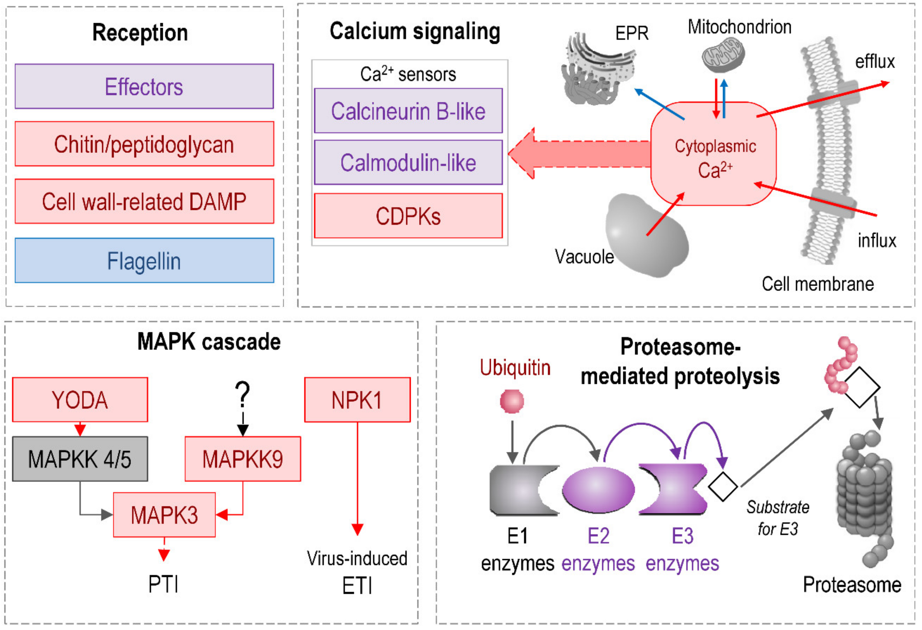 Plants 09 01176 g007