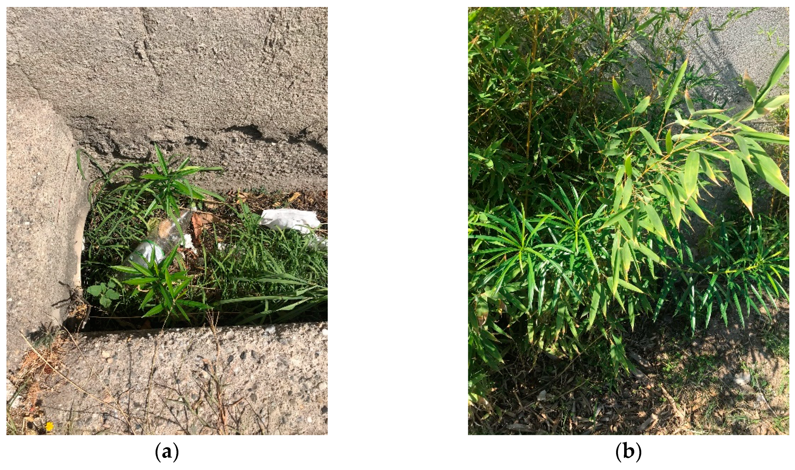 Plants 09 01181 g0a3