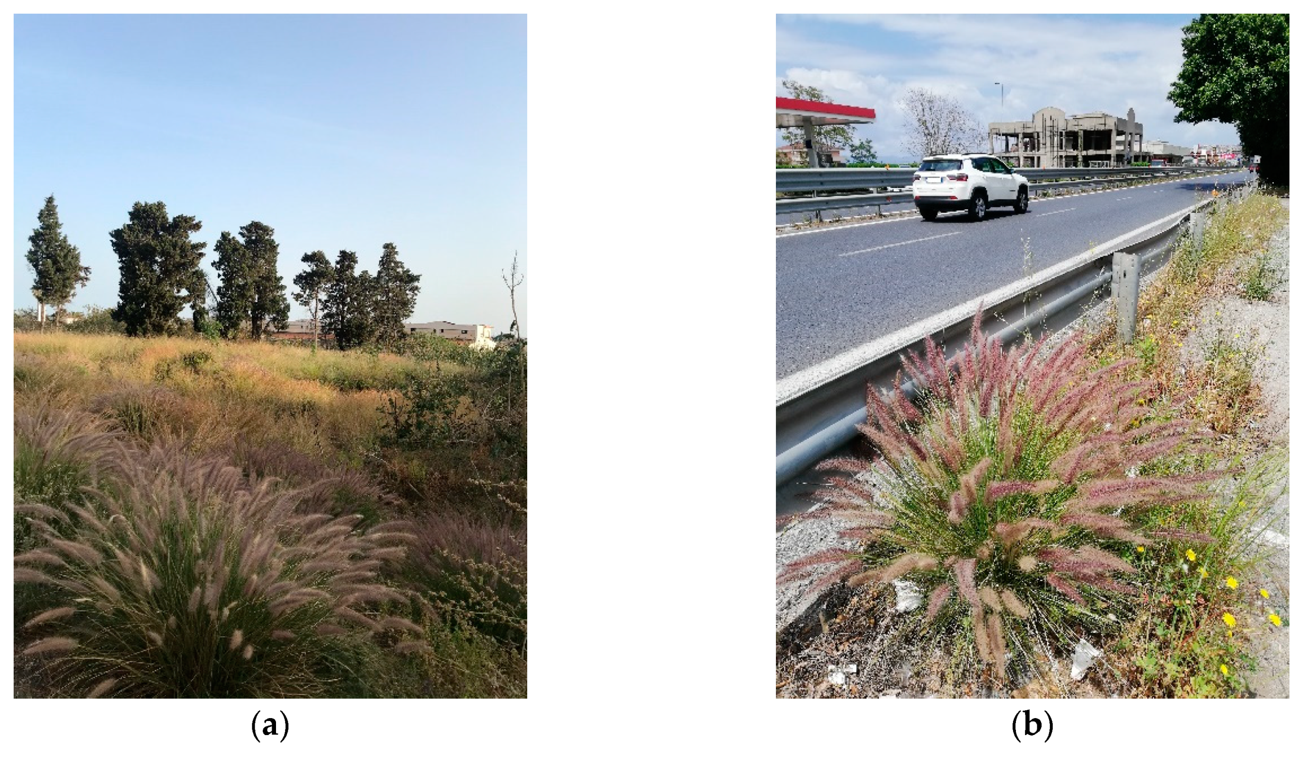 Plants 09 01181 g0a5