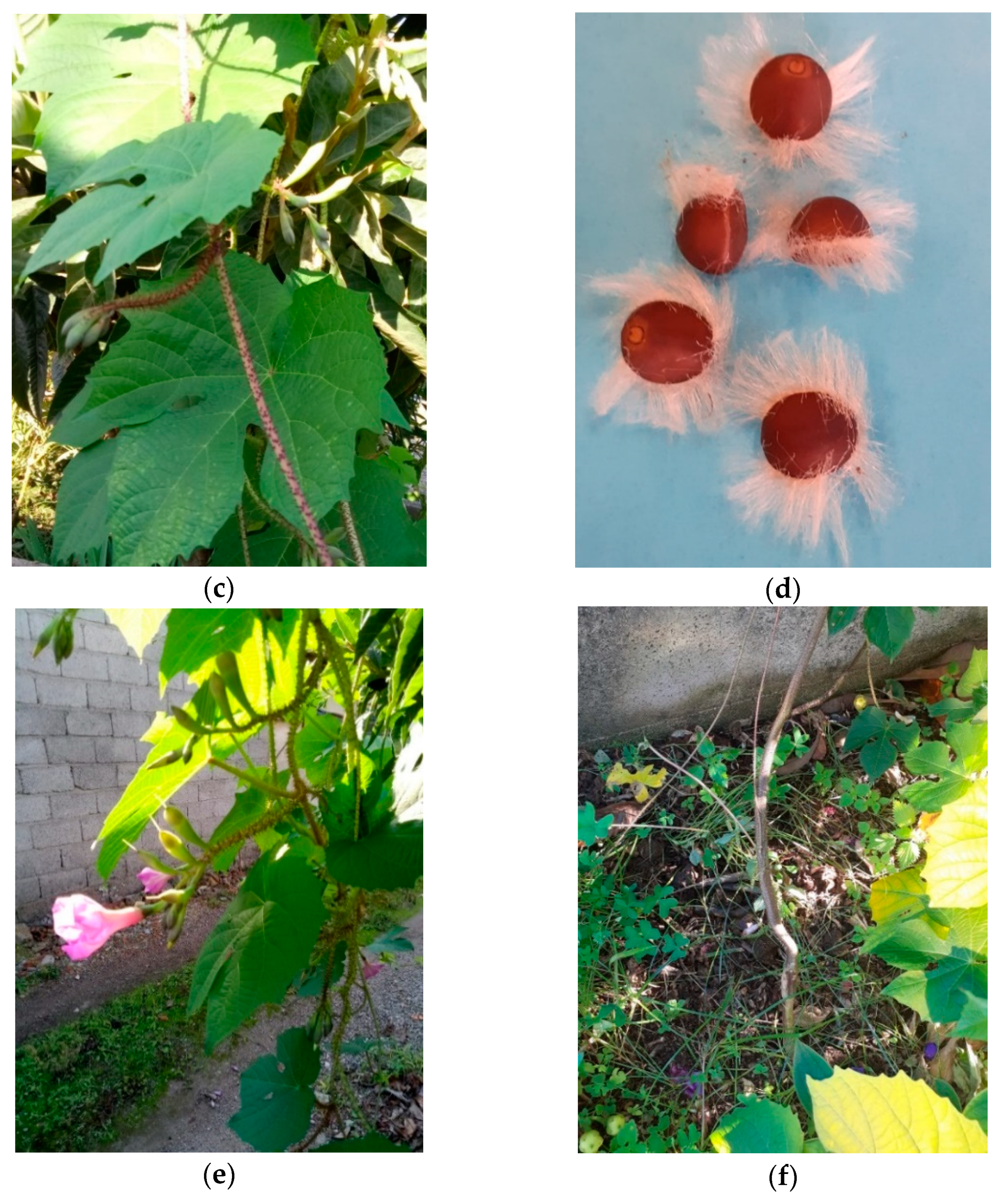 Plants 09 01181 g0a6b