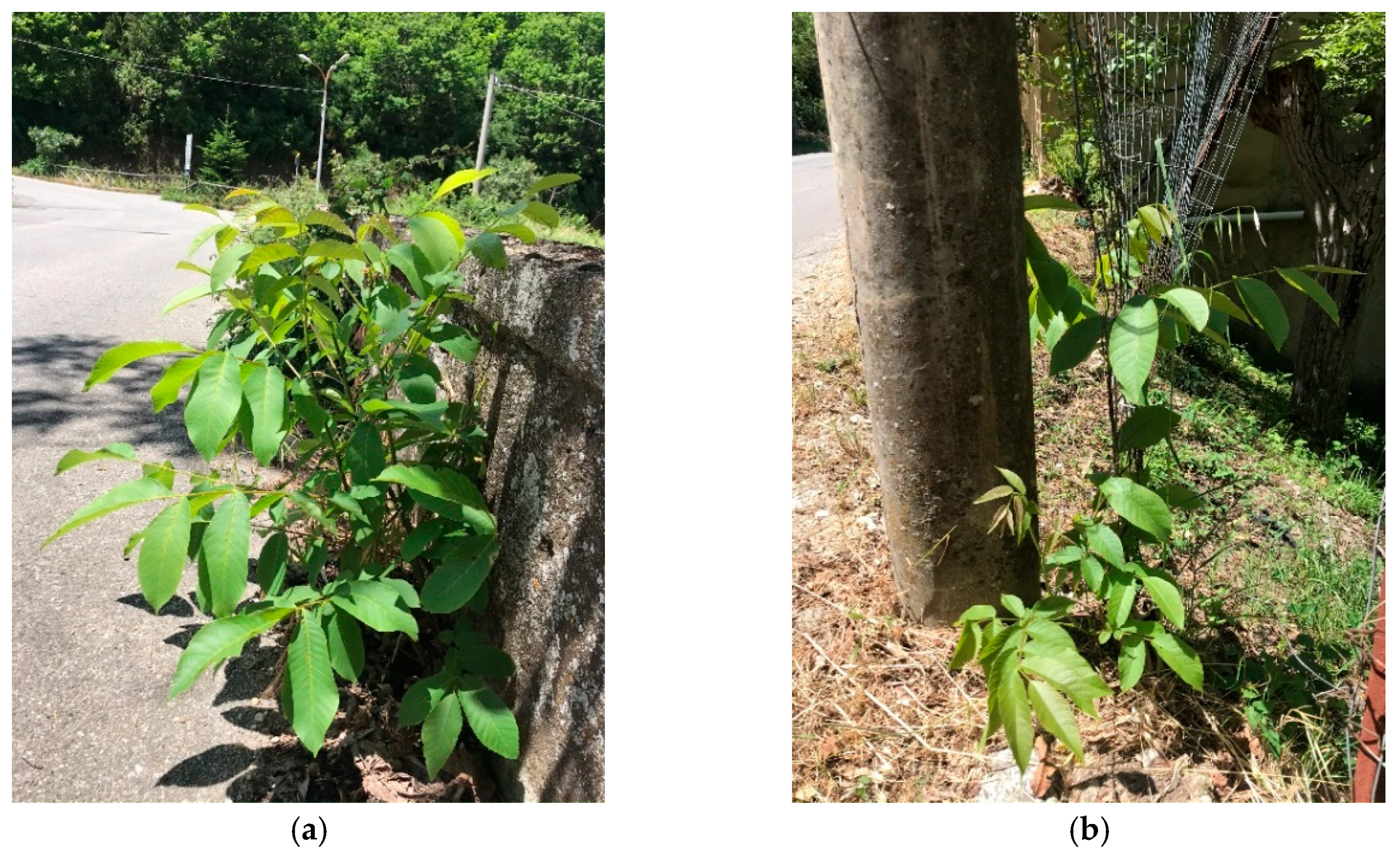 Plants 09 01181 g0a7