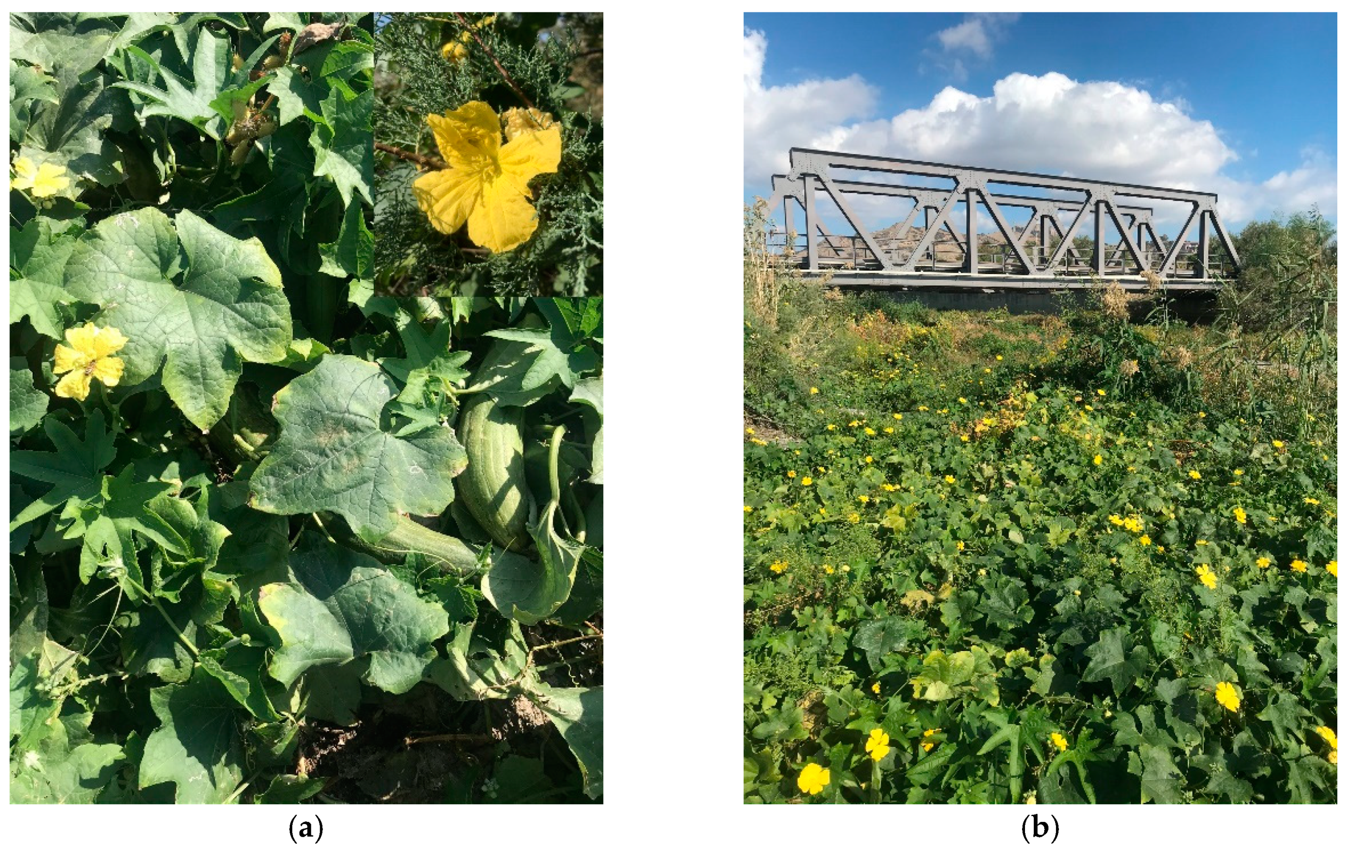 Plants 09 01181 g0a8