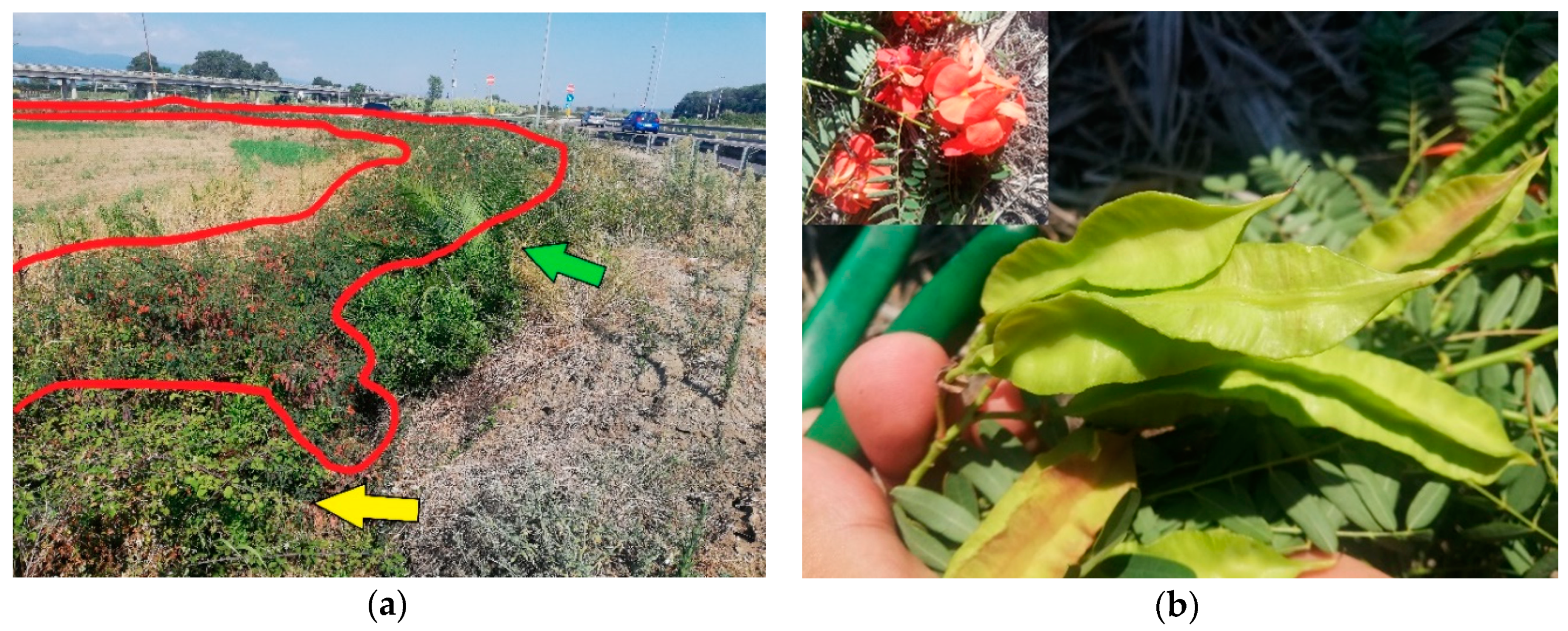 Plants 09 01181 g0a9