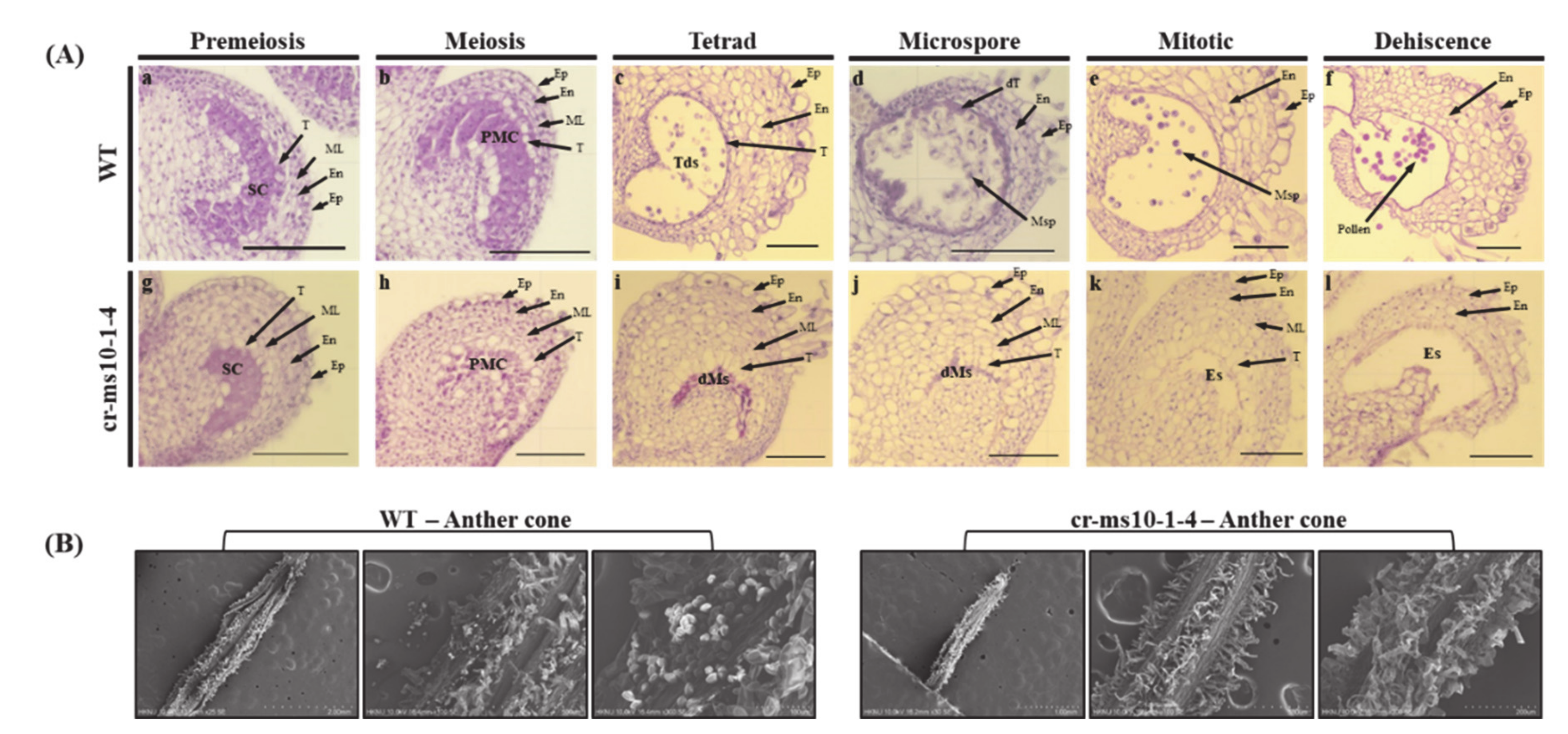 Plants 09 01189 g005