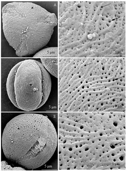 Plants | Free Full-Text | Comparison of the Micromorphology and 