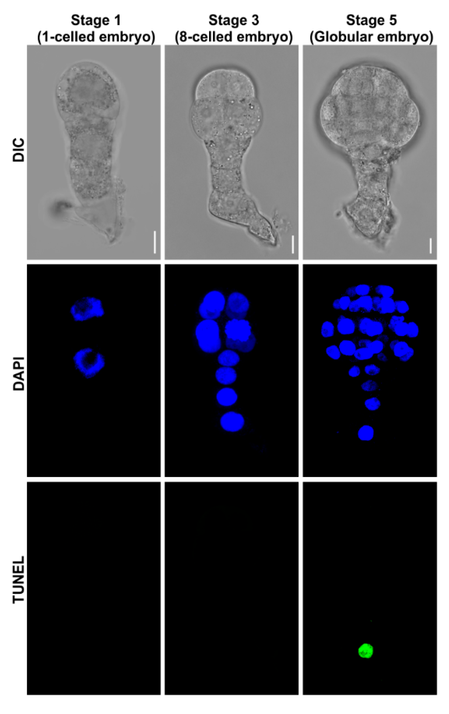 Plants 09 01196 g004