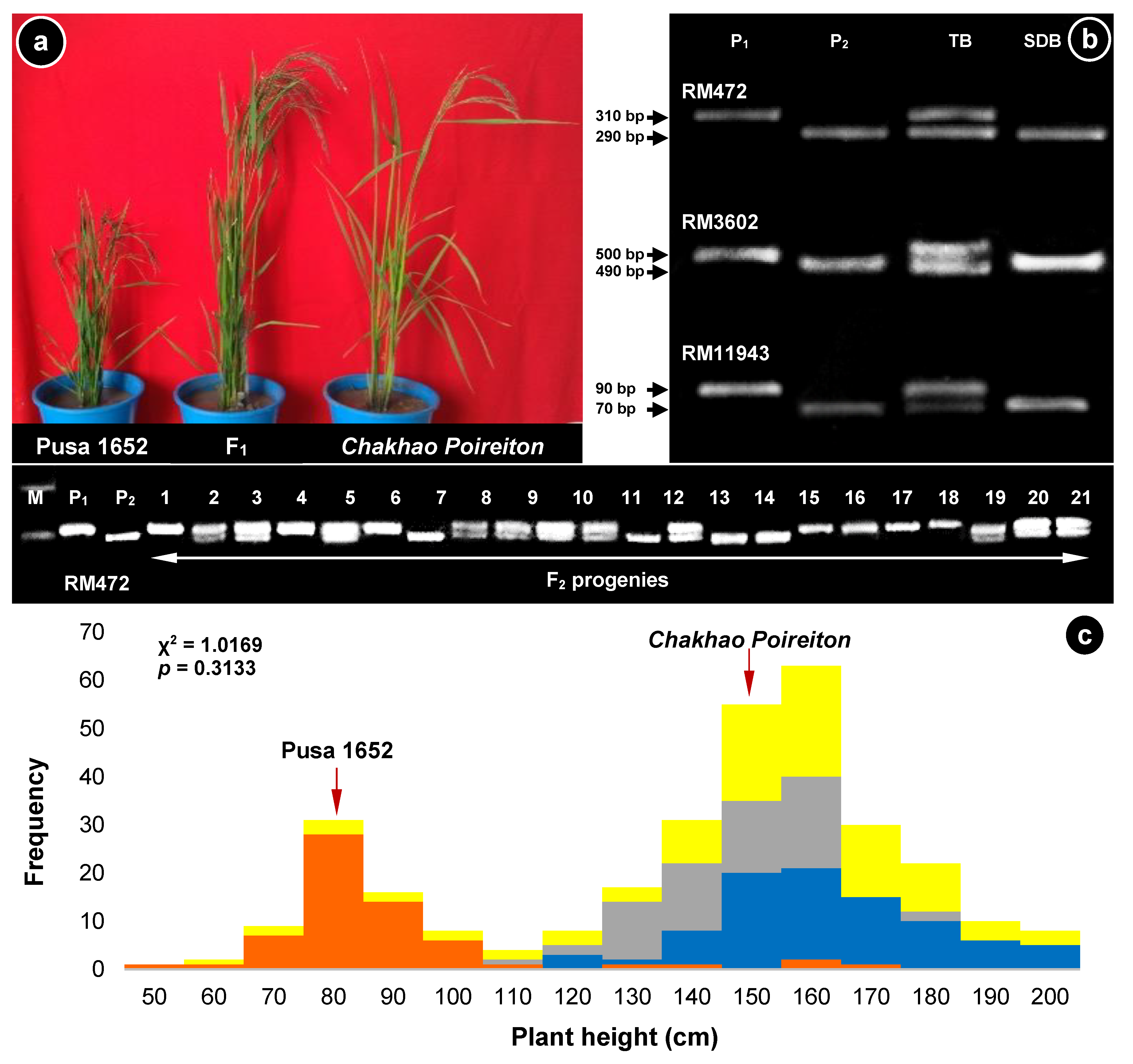 Plants 09 01198 g001 Plants 09 01198 g001