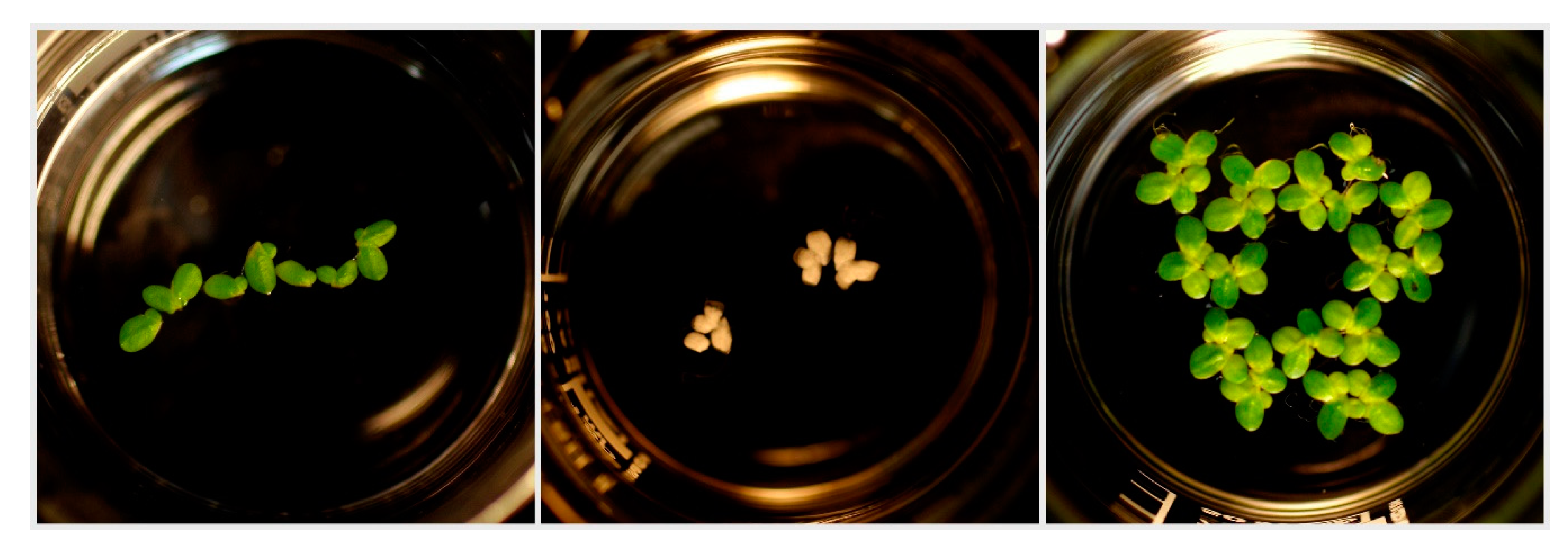 Plants 09 01203 g006