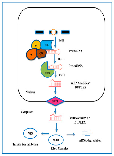 Plants | Free Full-Text | Characterizing the Role of the miR156