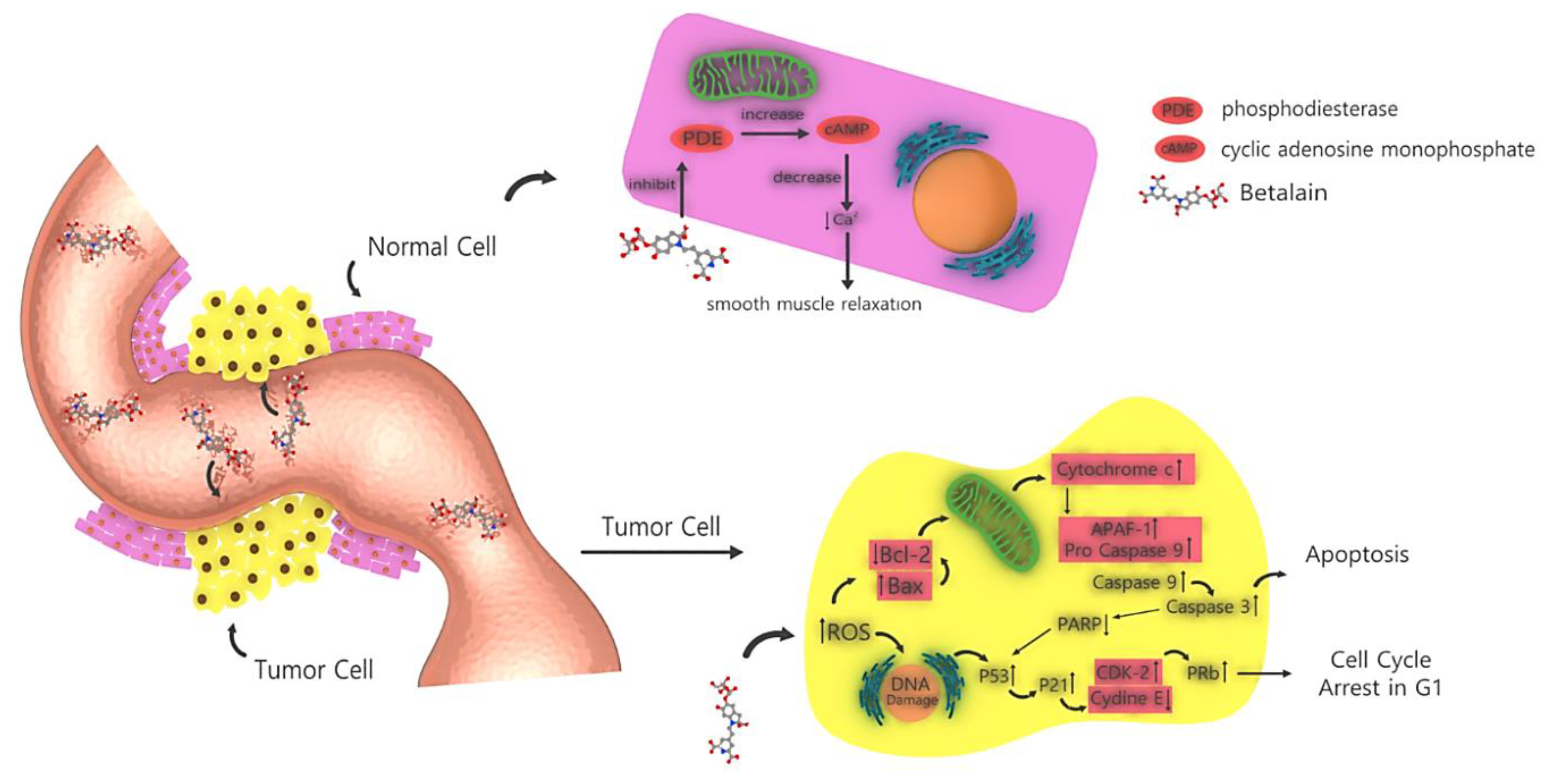 Plants 09 01219 g005 Plants 09 01219 g005