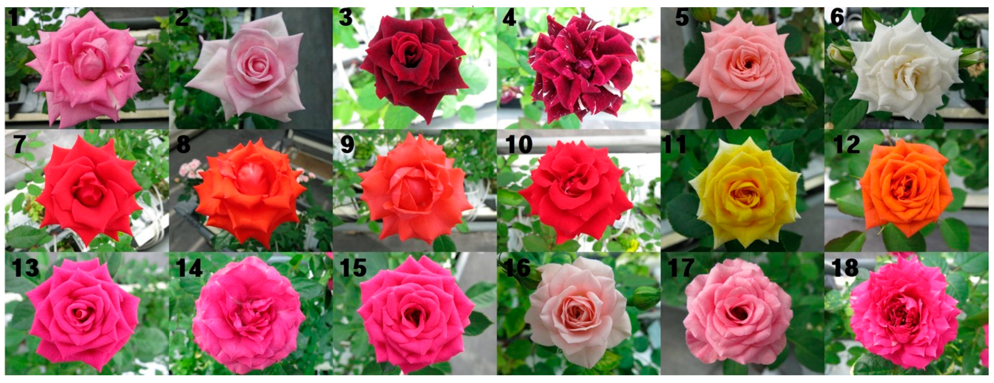 Plants 09 01221 g001