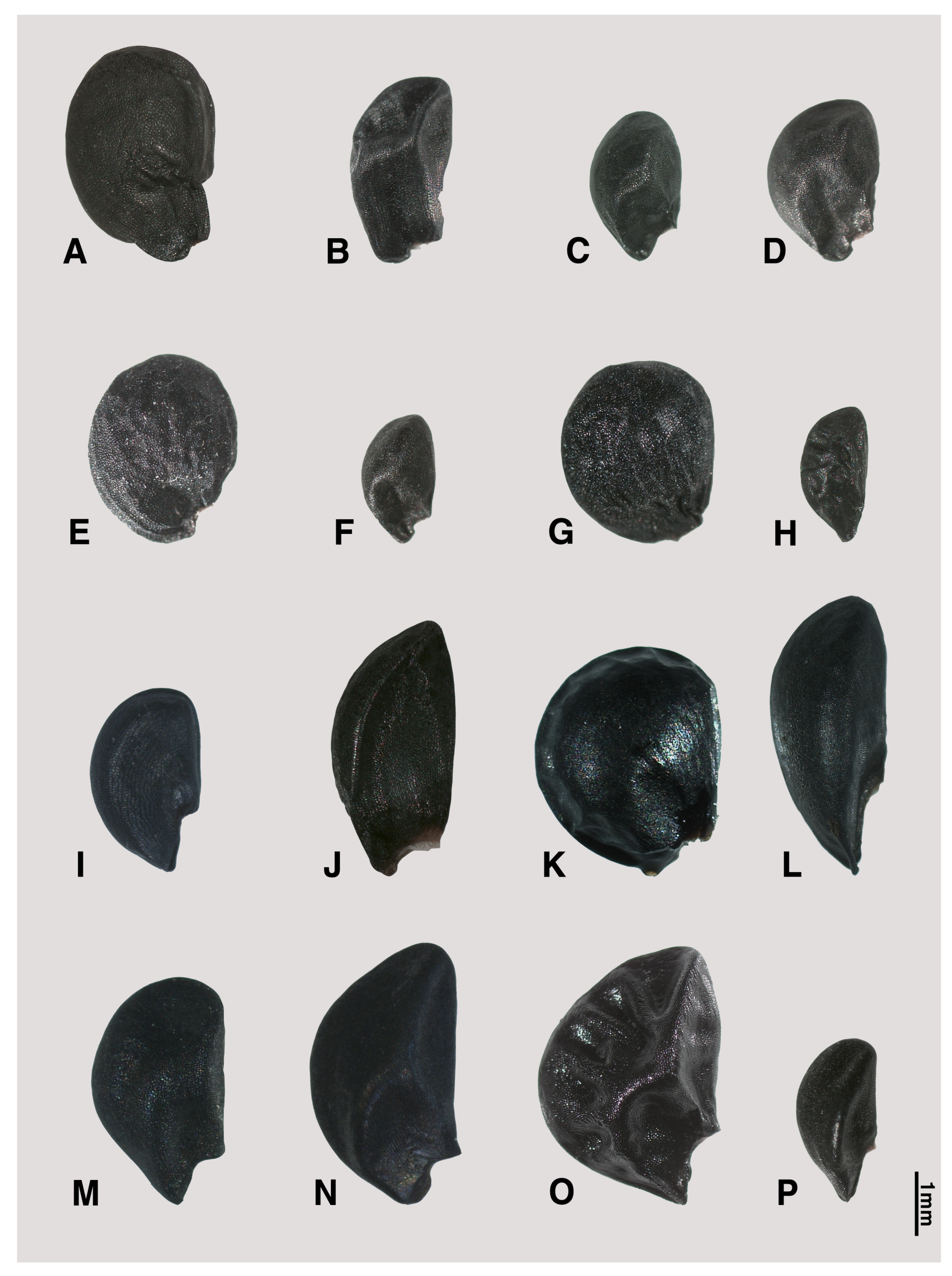 Plants 09 01239 g001