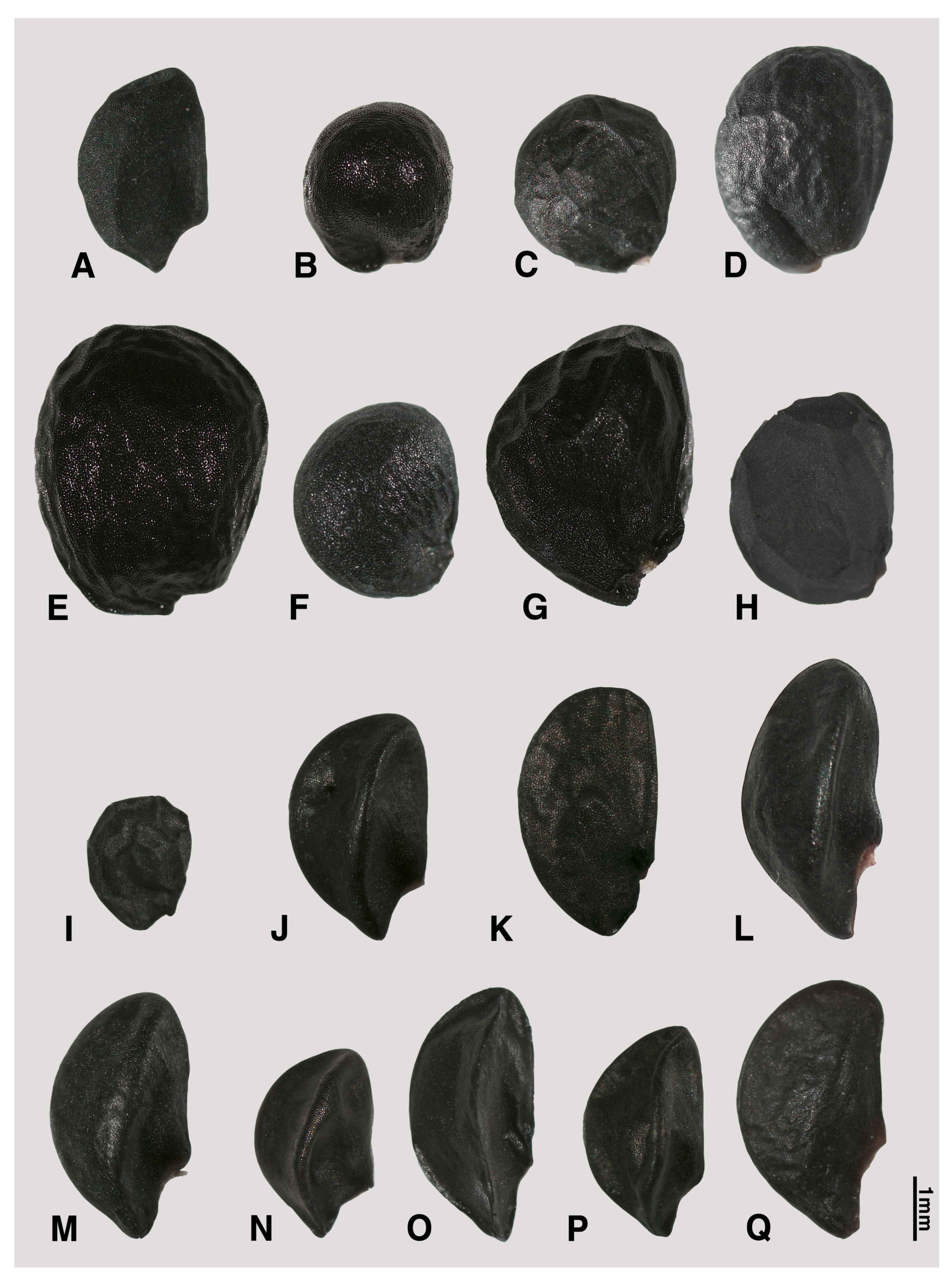 Plants 09 01239 g002