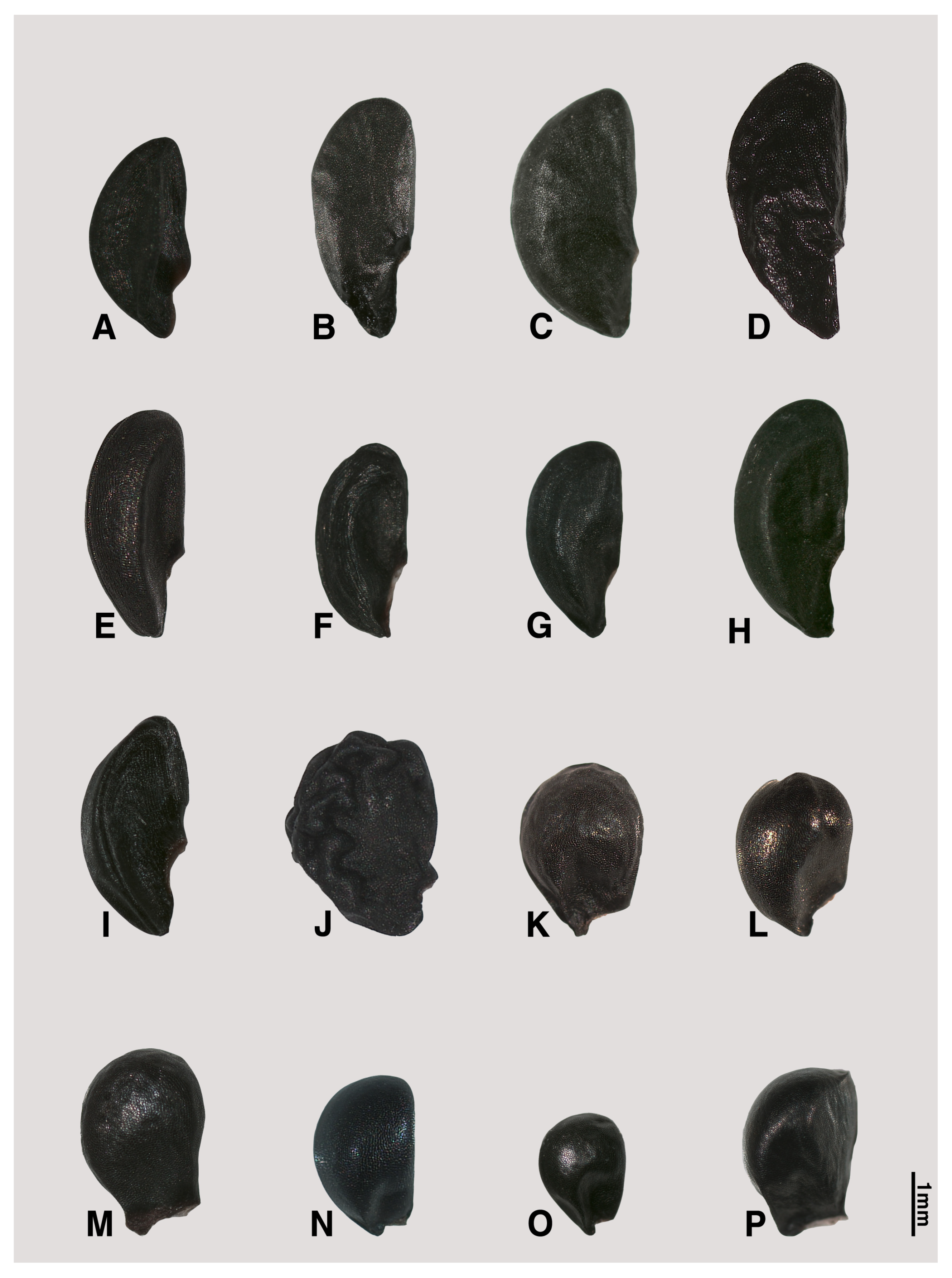 Plants 09 01239 g003