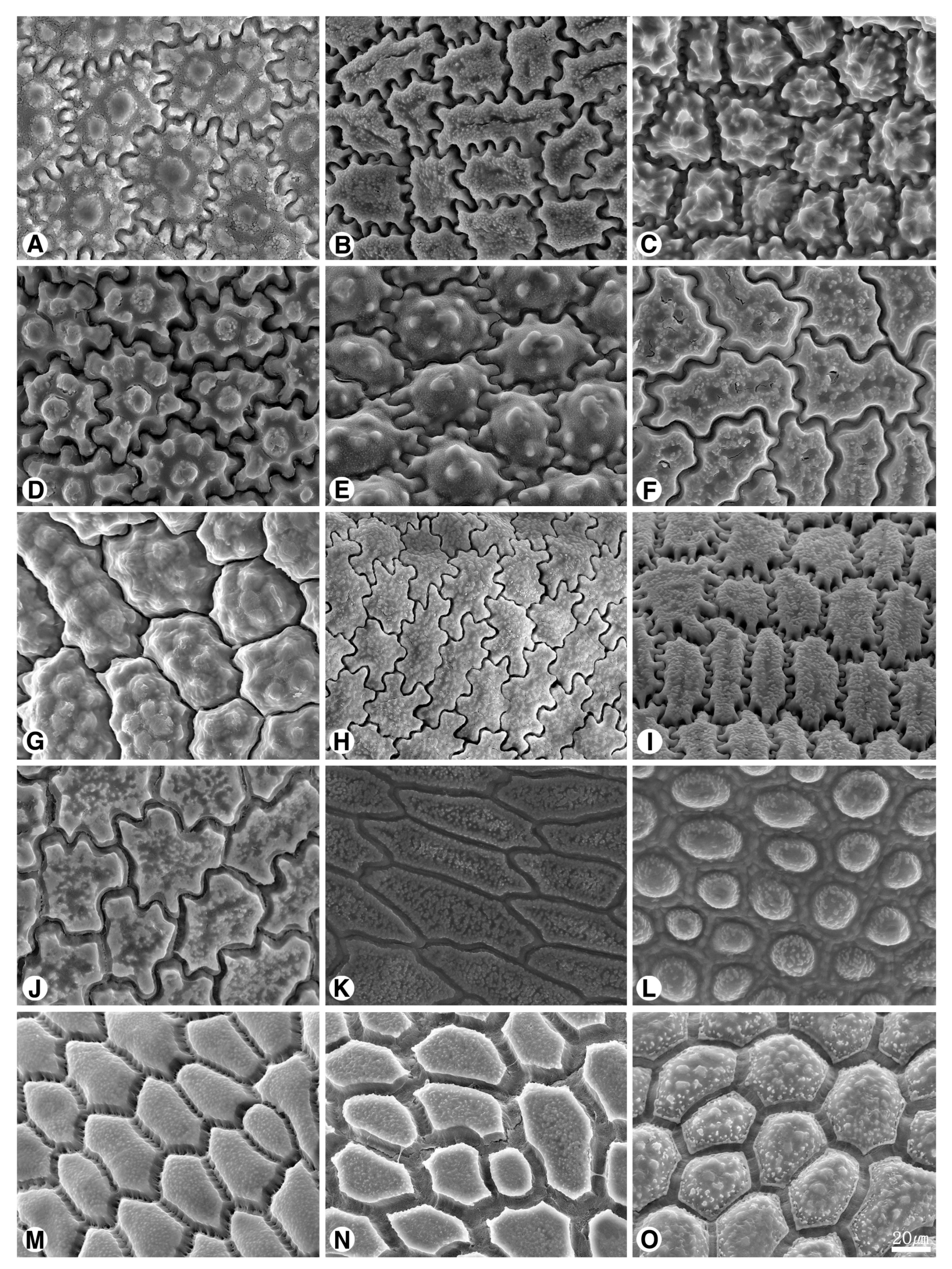 Plants 09 01239 g005