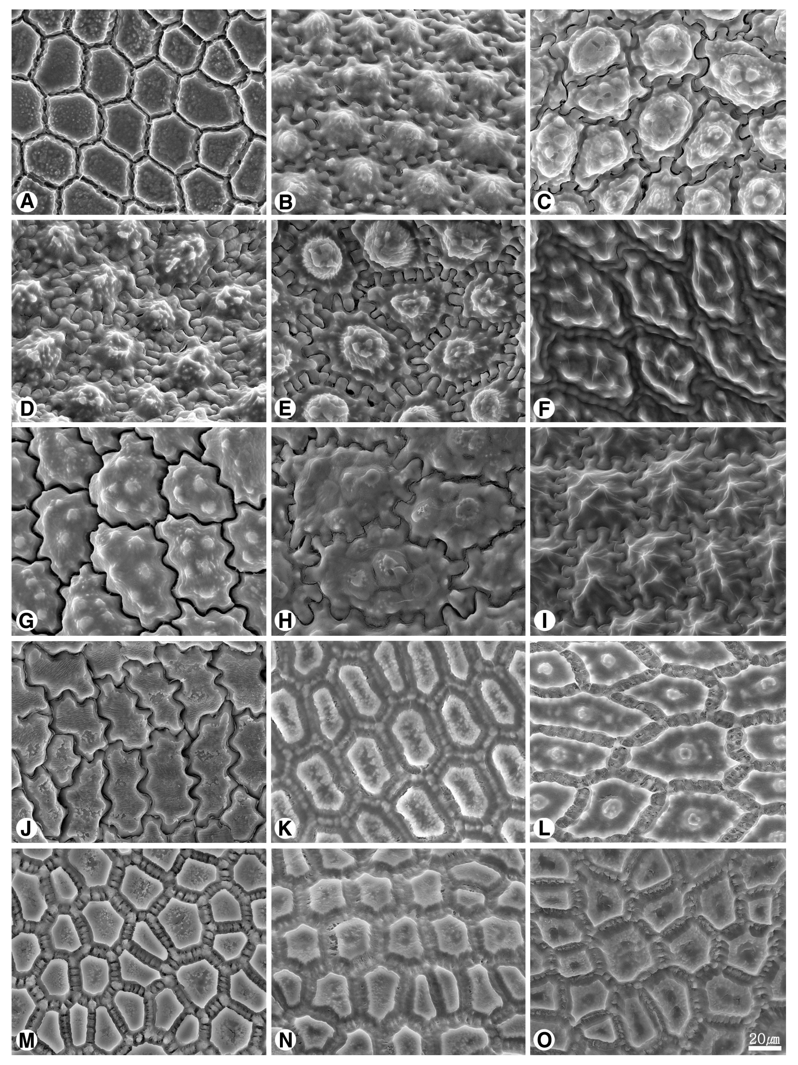 Plants 09 01239 g006