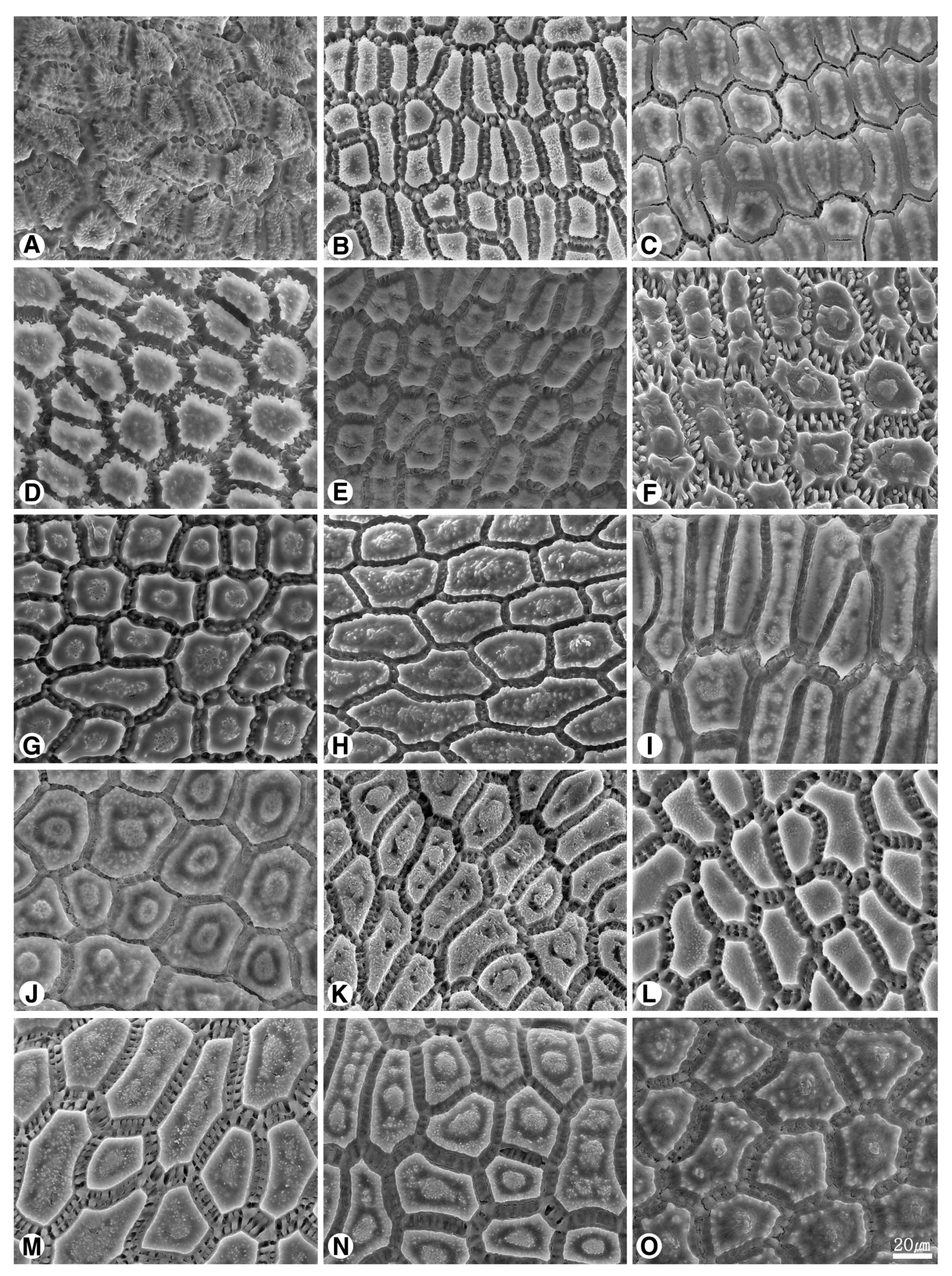 Plants 09 01239 g007