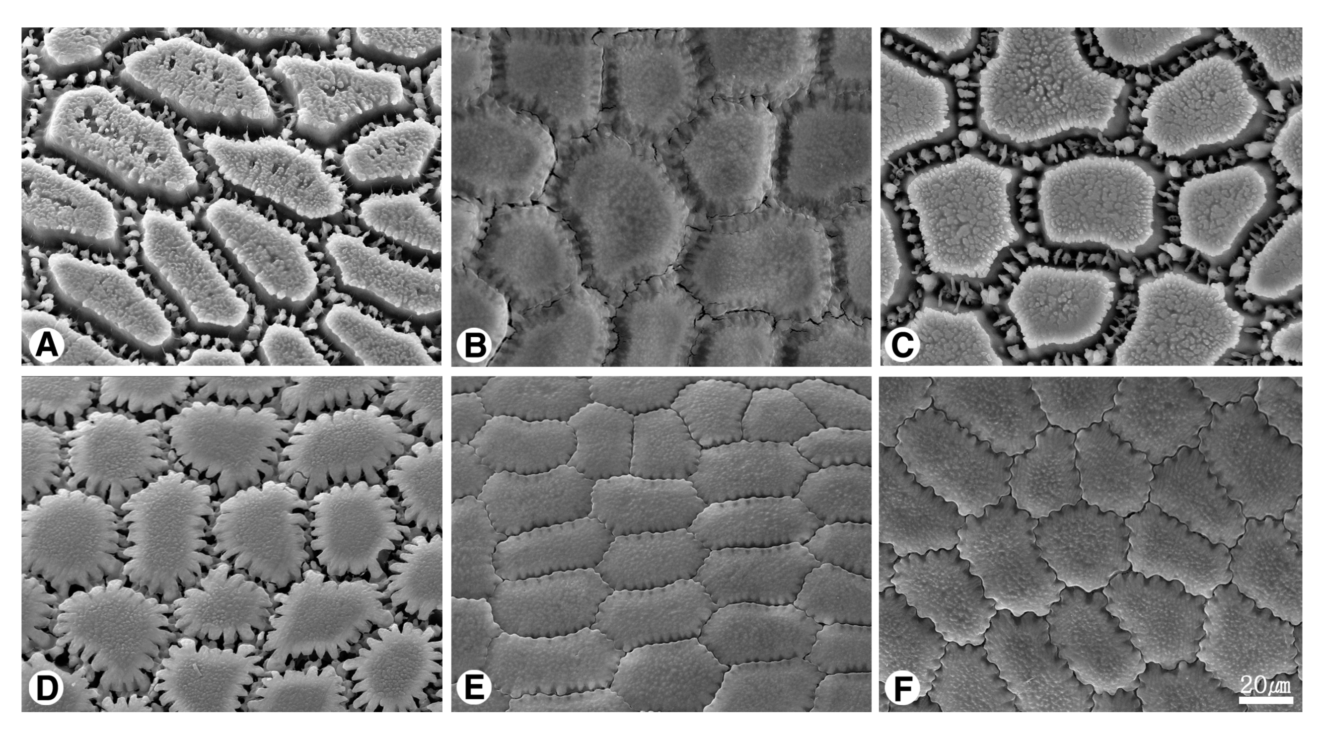 Plants 09 01239 g008