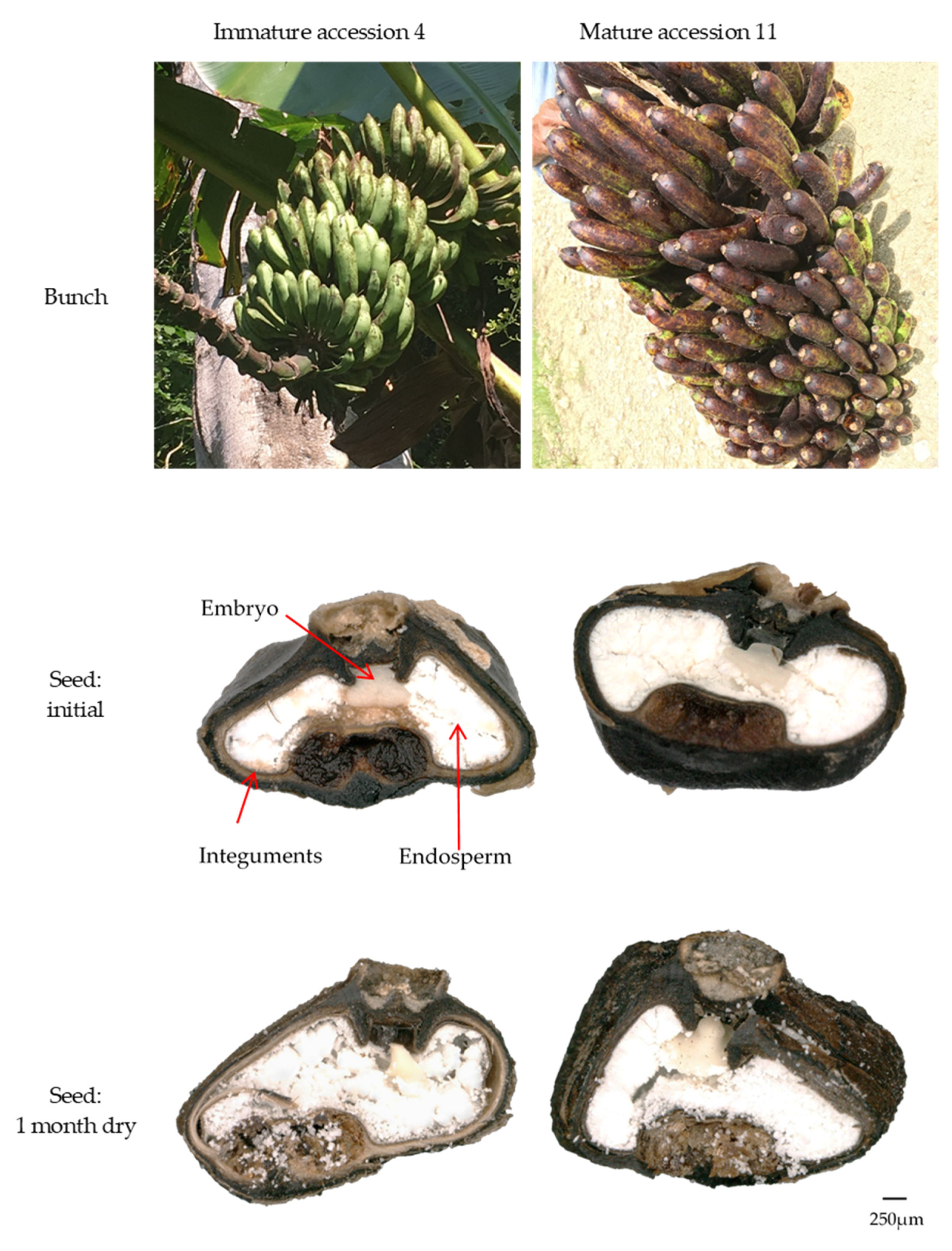 Plants 09 01243 g005