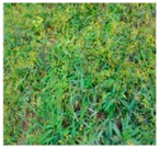 Plants 09 01244 i001 Plants 09 01244 i001