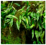 Plants 09 01244 i004 Plants 09 01244 i004