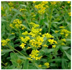 Plants 09 01244 i005 Plants 09 01244 i005