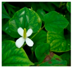 Plants 09 01244 i007 Plants 09 01244 i007