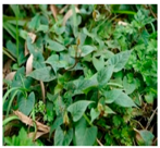 Plants 09 01244 i010 Plants 09 01244 i010