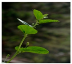 Plants 09 01244 i021 Plants 09 01244 i021