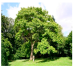 Plants 09 01244 i022 Plants 09 01244 i022