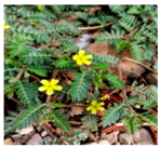 Plants 09 01244 i023 Plants 09 01244 i023