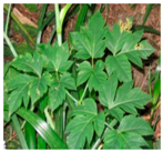 Plants 09 01244 i024 Plants 09 01244 i024