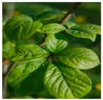 Plants 09 01244 i026 Plants 09 01244 i026