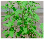 Plants 09 01244 i029 Plants 09 01244 i029