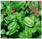 Plants 09 01244 i030 Plants 09 01244 i030