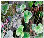 Plants 09 01244 i032 Plants 09 01244 i032