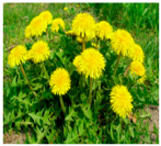 Plants 09 01244 i033 Plants 09 01244 i033