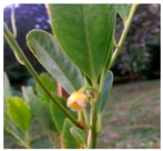 Plants 09 01244 i034 Plants 09 01244 i034