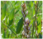 Plants 09 01244 i035 Plants 09 01244 i035