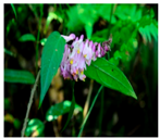 Plants 09 01244 i036 Plants 09 01244 i036