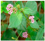Plants 09 01244 i039 Plants 09 01244 i039