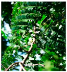 Plants 09 01244 i041 Plants 09 01244 i041