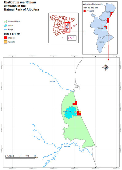 Plants Free Full Text Responses To Increased Salinity And Severe Drought In The Eastern Iberian Endemic Species Thalictrum Maritimum Ranunculaceae Threatened By Climate Change Html