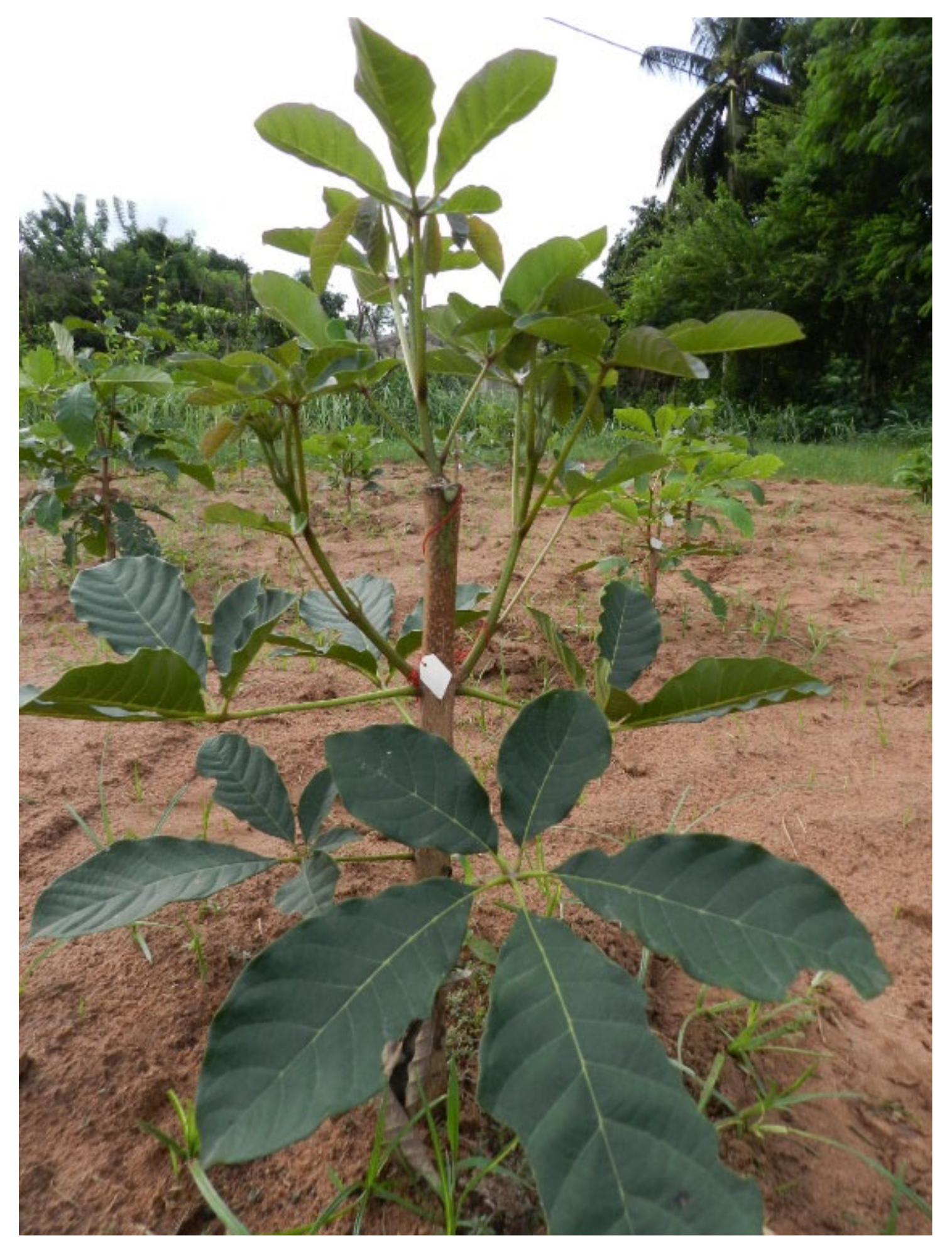 Plants 09 01253 g003