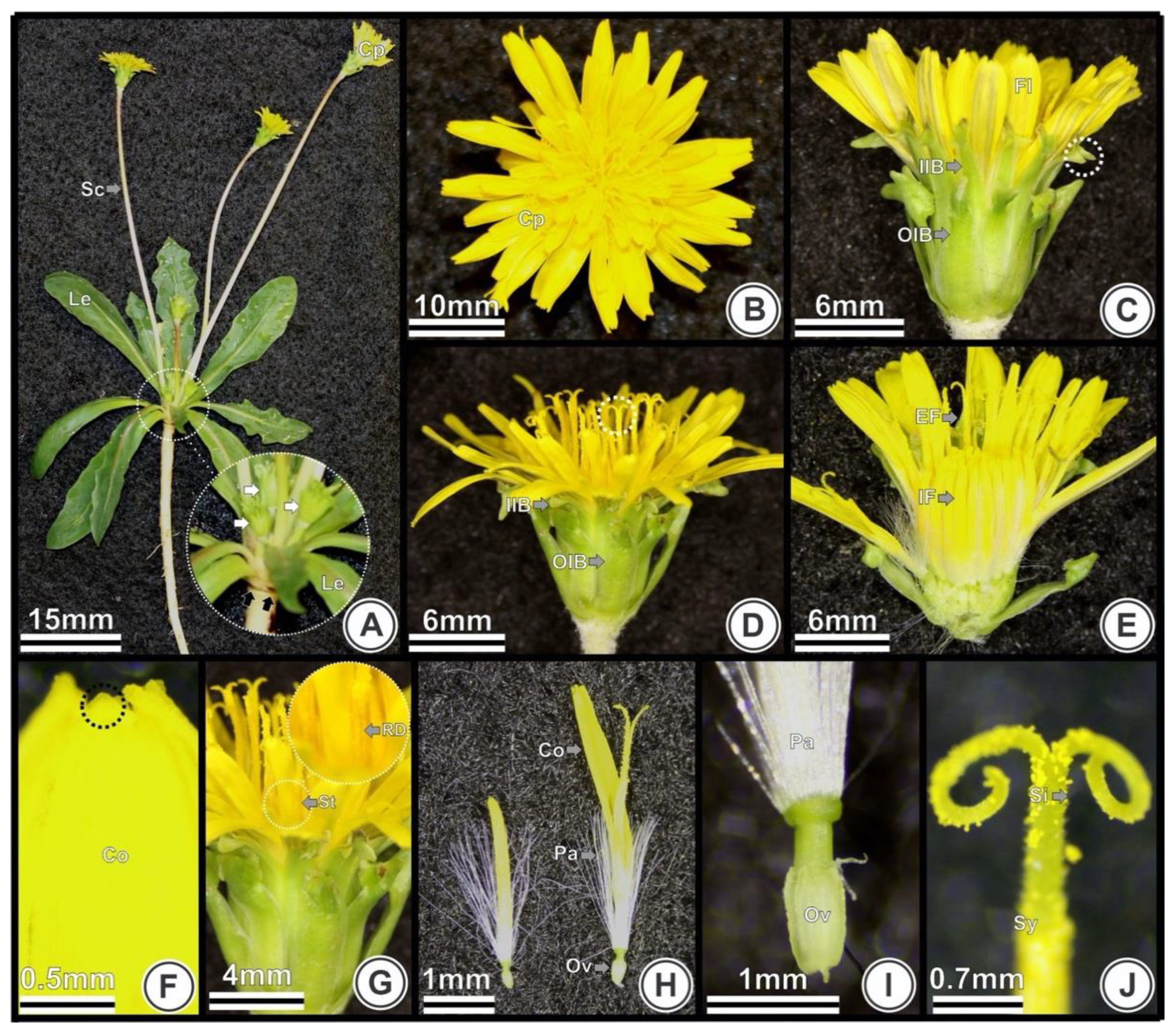 Plants 09 01258 g001